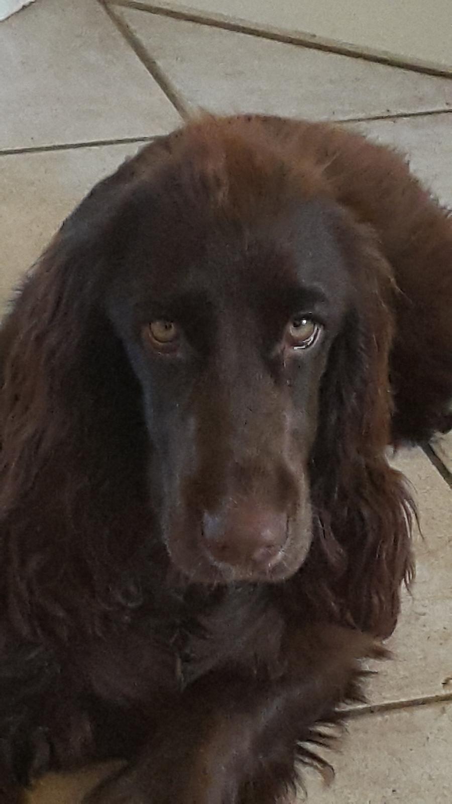 Cocker spaniel baily billede 7