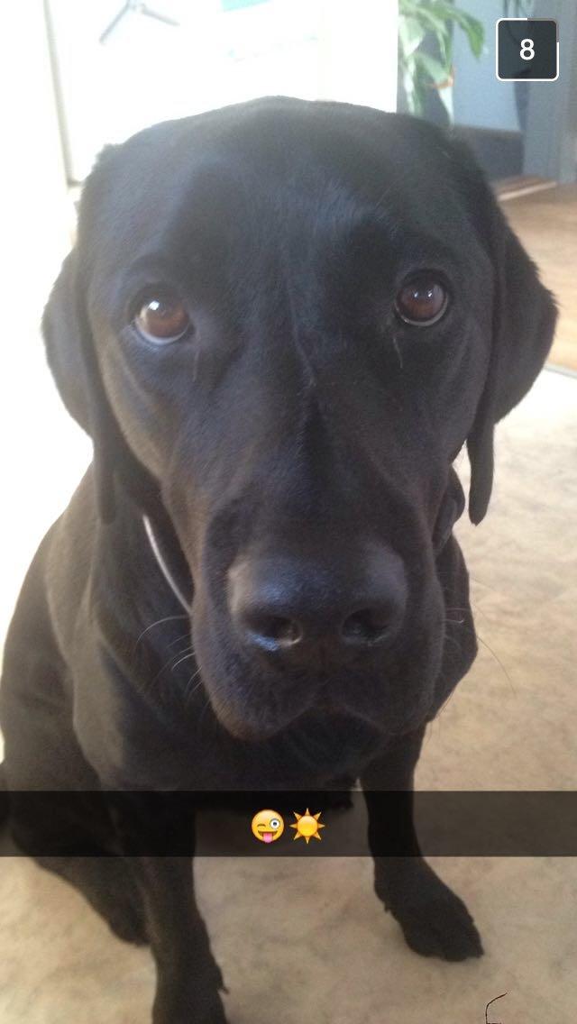 Labrador retriever Lexi billede 1