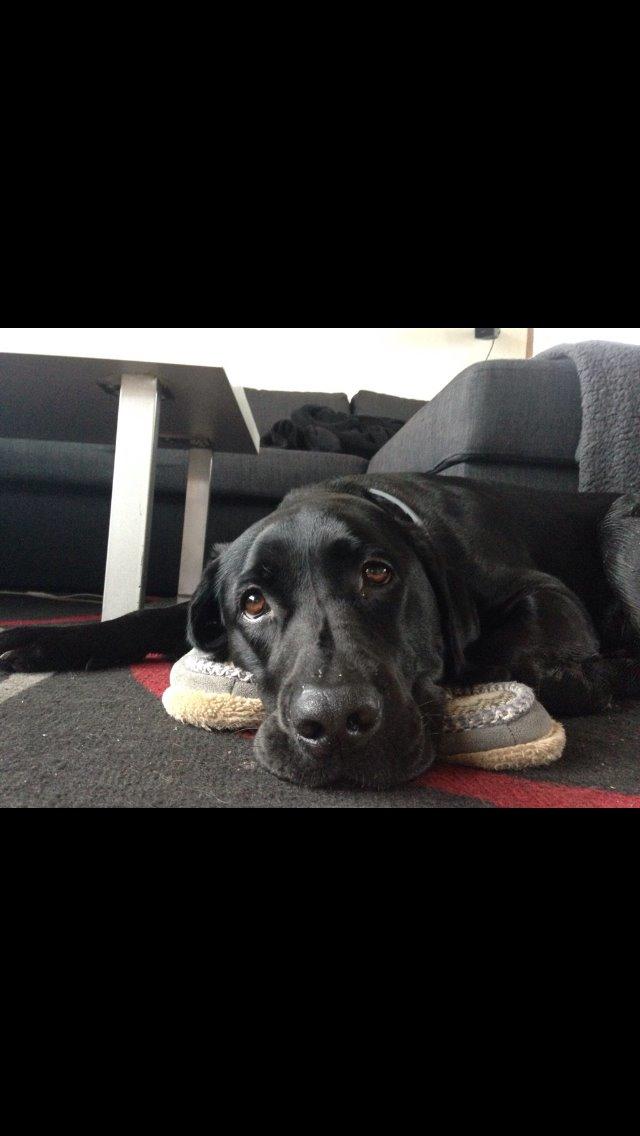 Labrador retriever Lexi billede 3