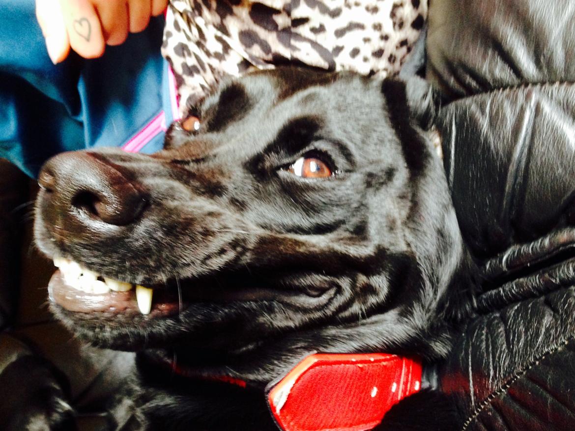 Labrador retriever Lexi billede 4