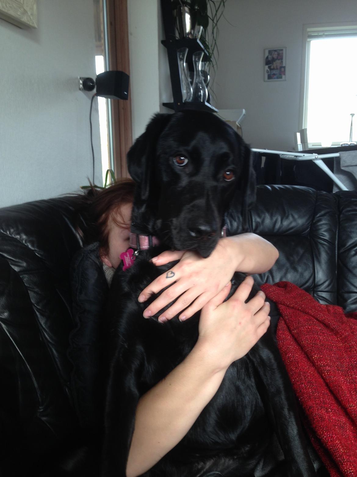 Labrador retriever Lexi billede 5