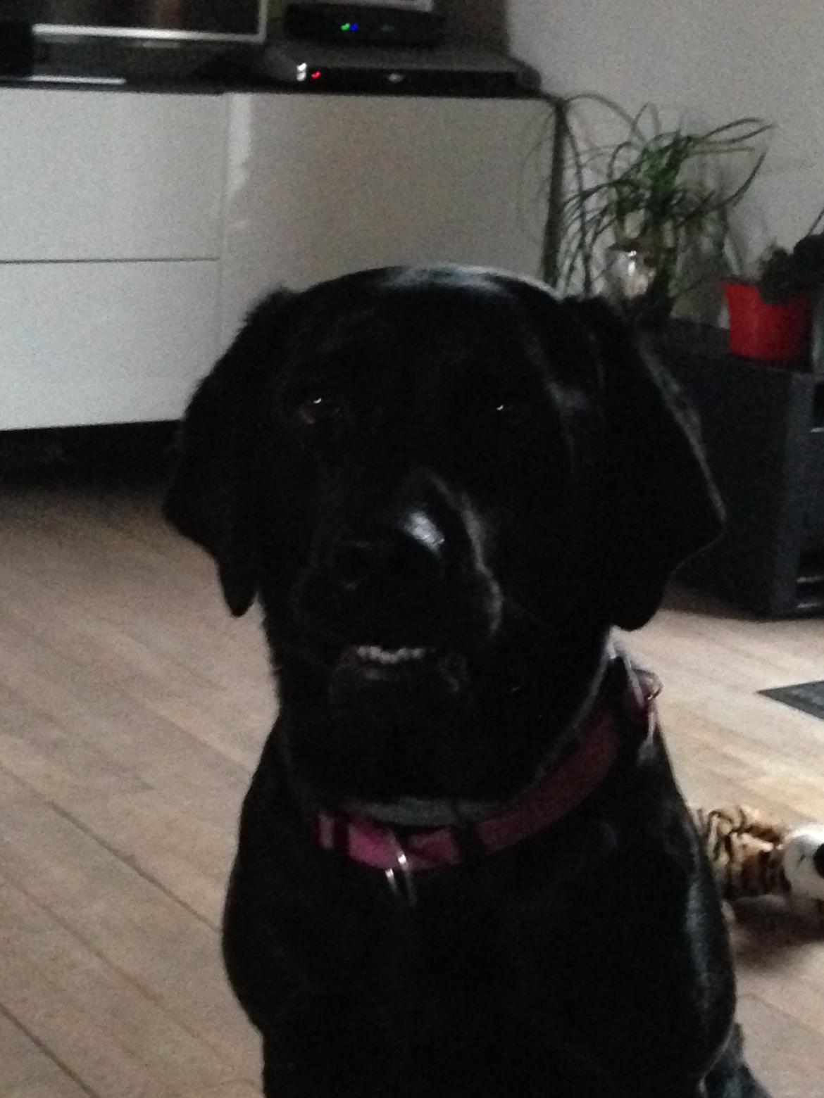 Labrador retriever Lexi billede 2