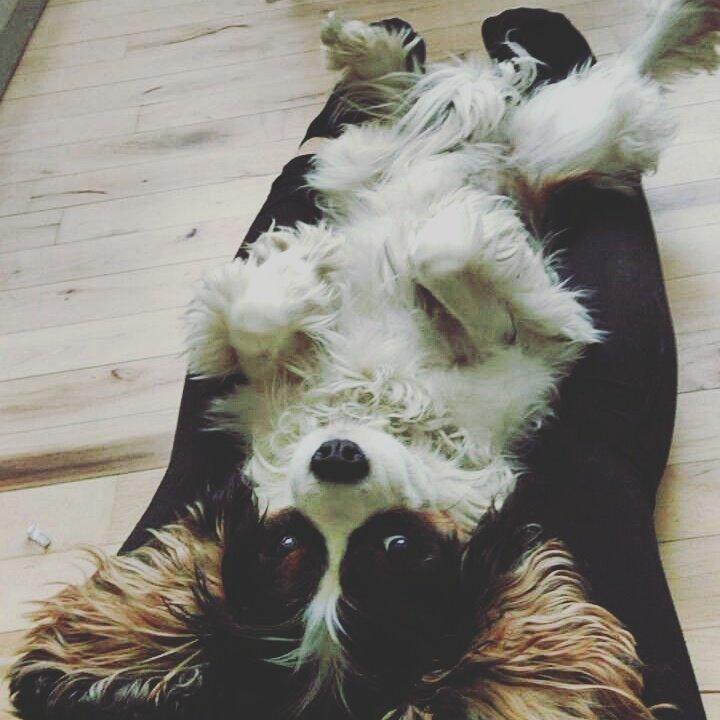 Cavalier king charles spaniel Tristan - Hyggetrold! billede 1