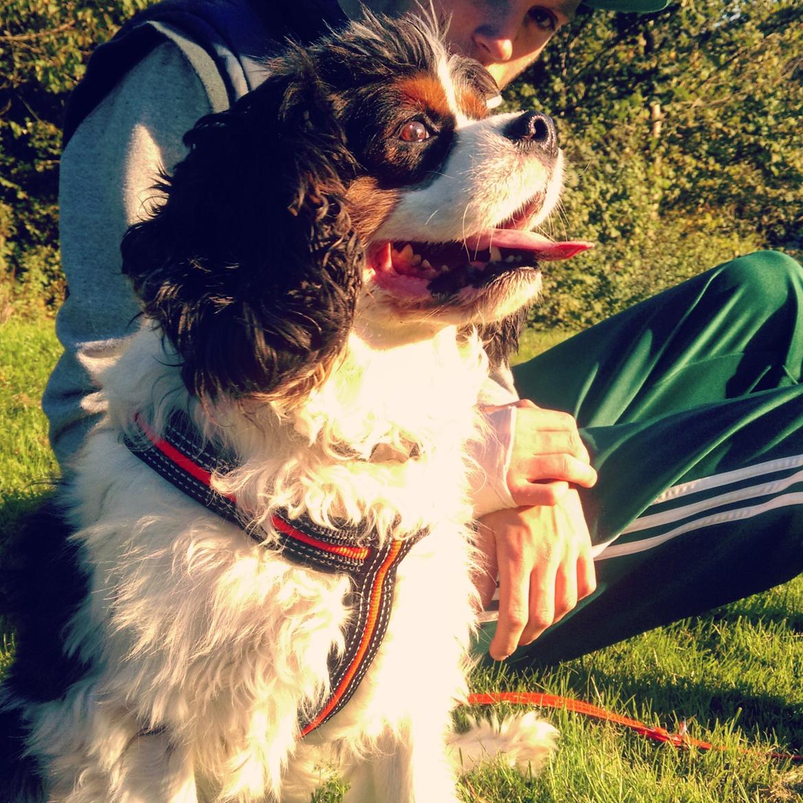 Cavalier king charles spaniel Tristan billede 2