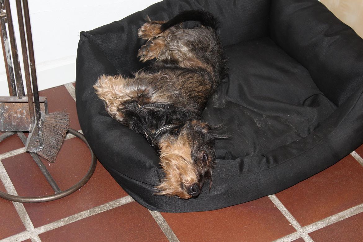 Dværggravhund Pablo (oprindeligt: Aastrupgaard Pax) - Lidt træt måske? billede 13