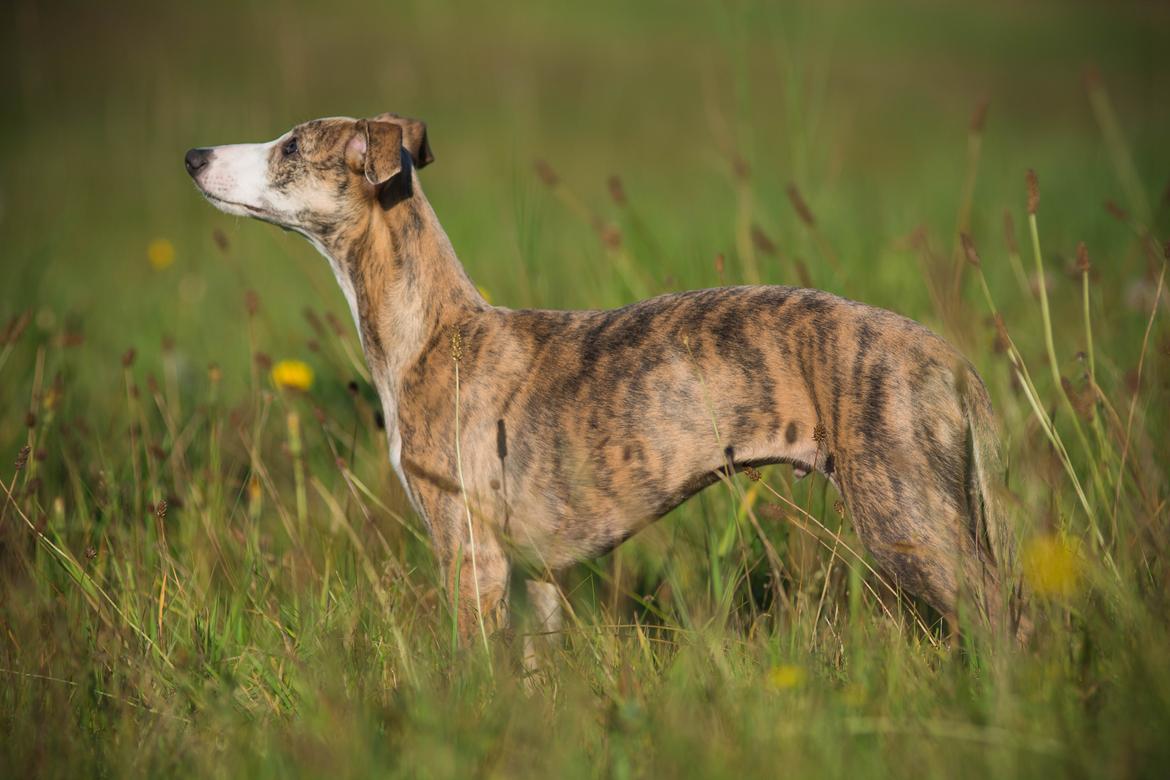 Whippet Silas (Tanalorn Kelvin Knock Out) billede 35