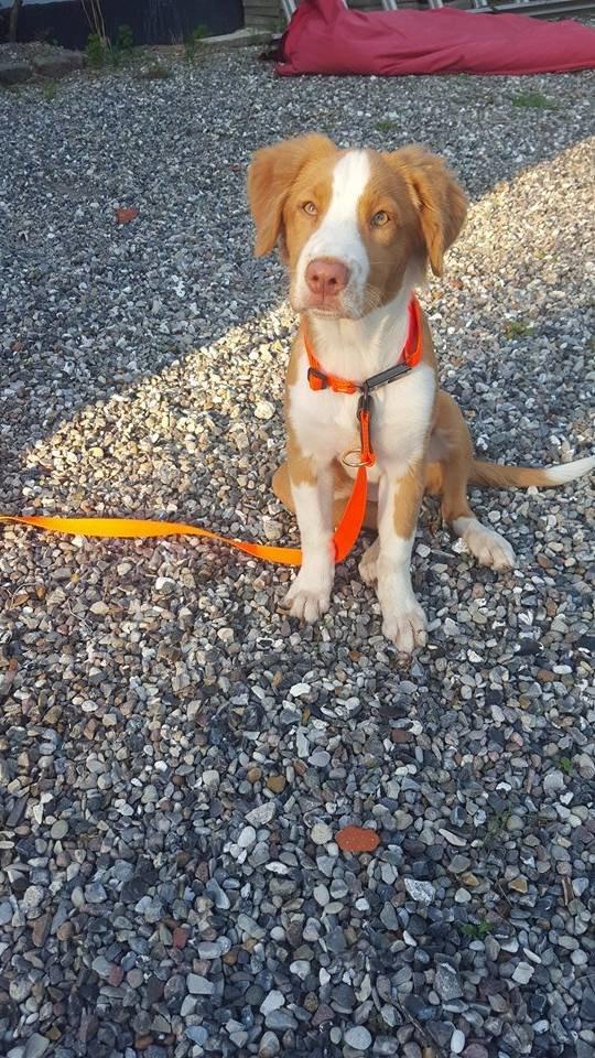 Nova scotia duck tolling retriever Coco billede 7