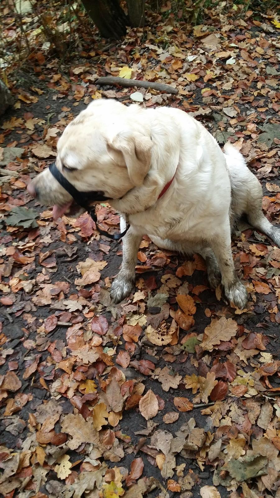 Labrador retriever tanja billede 16