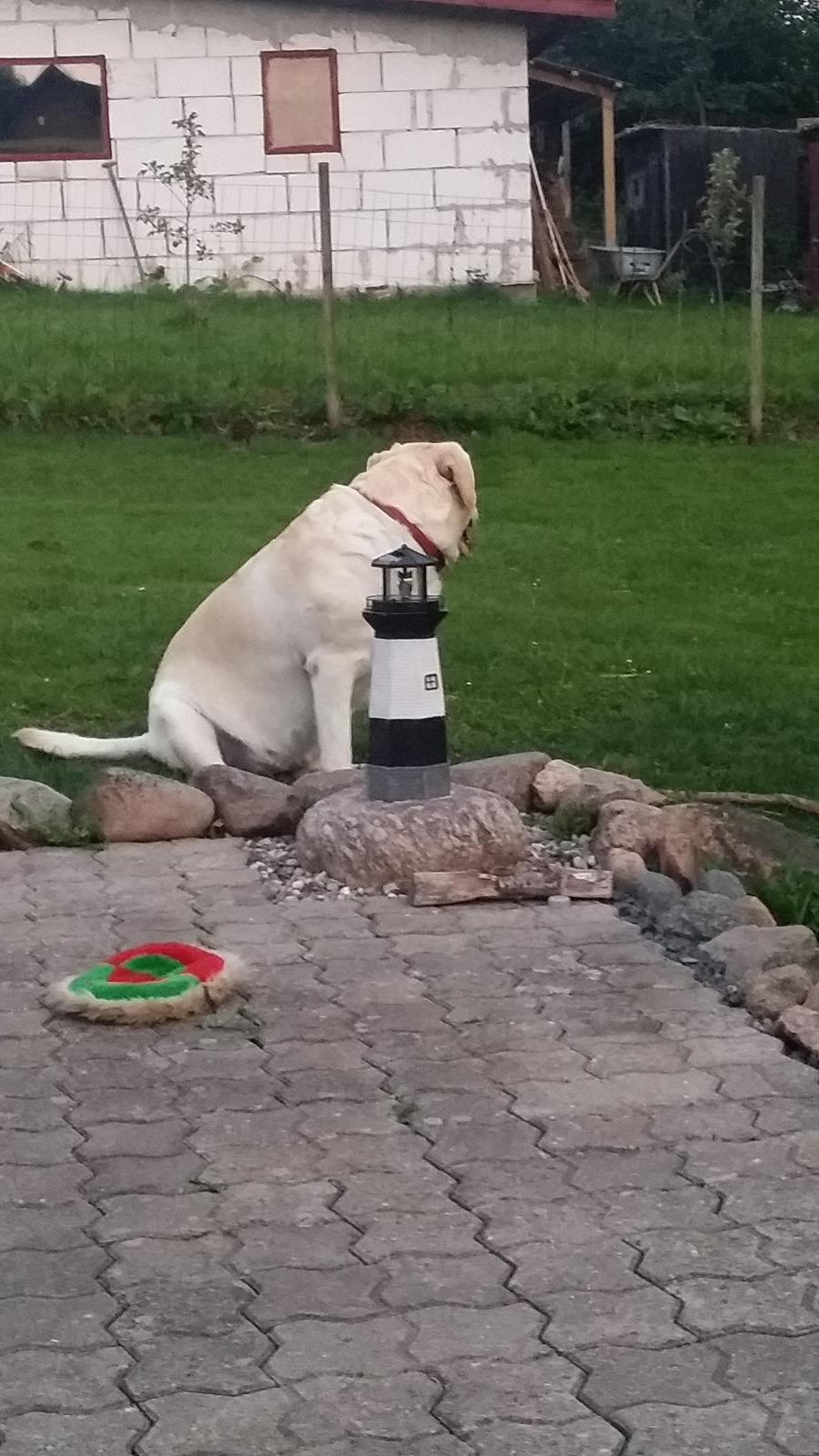 Labrador retriever tanja billede 17