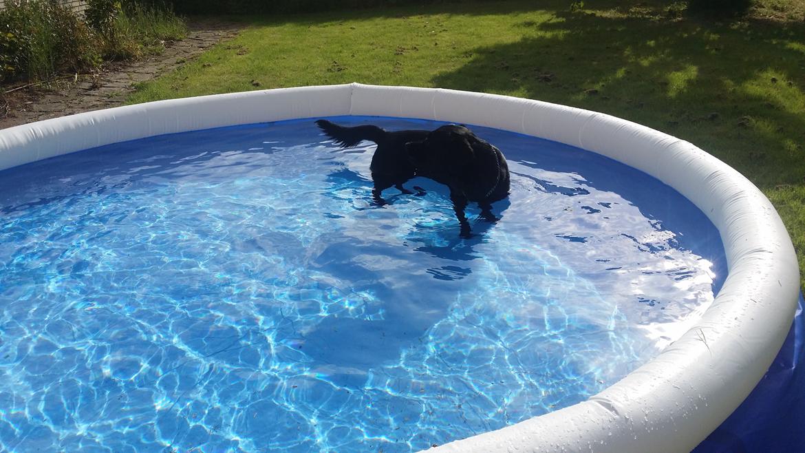 Blanding af racer Mikkel billede 19