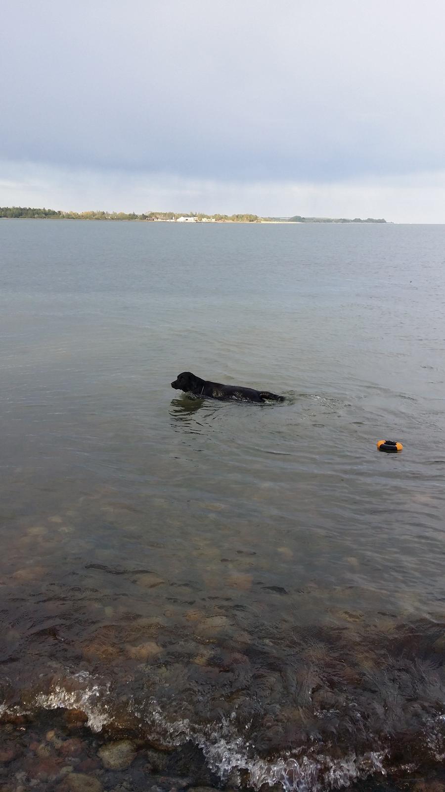 Blanding af racer Mikkel billede 20