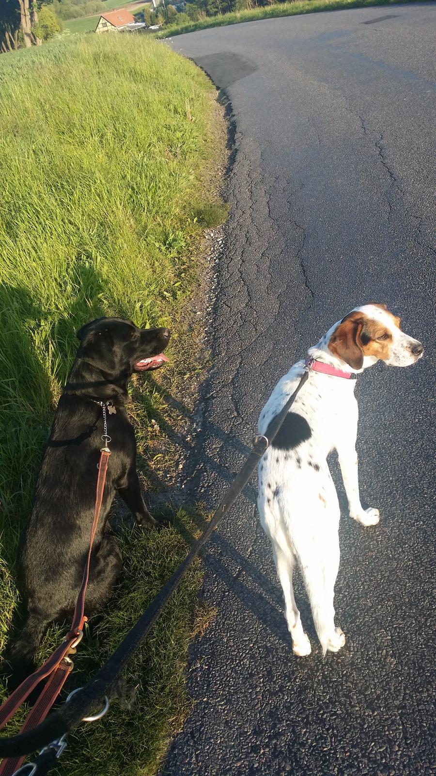 Blanding af racer Mikkel billede 21