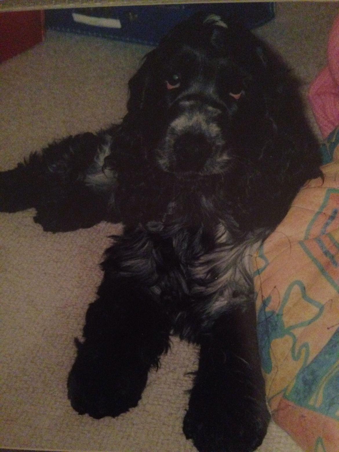 Cocker spaniel Sille billede 26