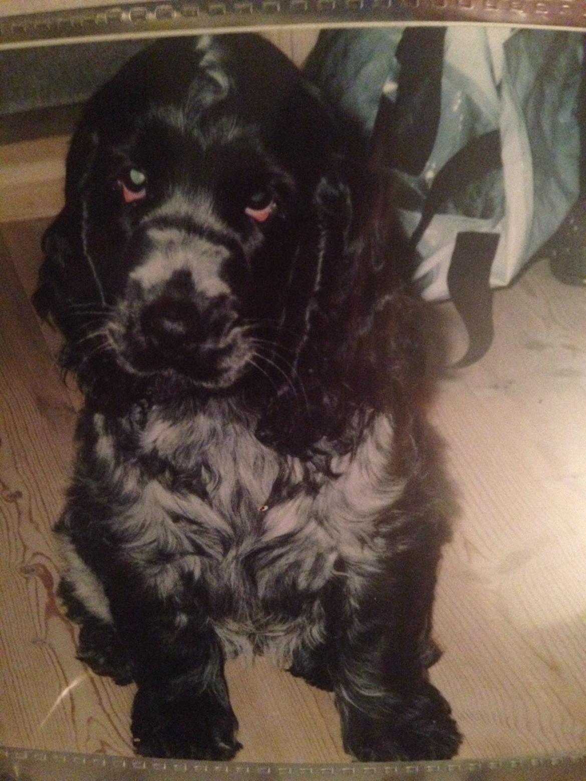Cocker spaniel Sille billede 24