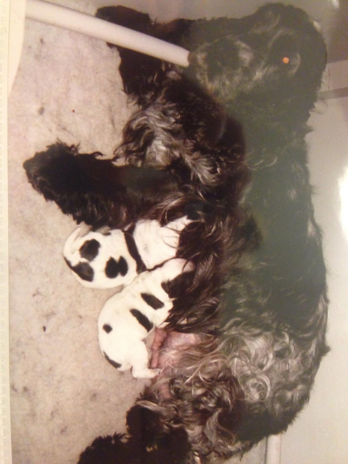 Cocker spaniel Sille - Sille (med mavebæltet), hendes bror Samson og hendes mor Barley billede 27