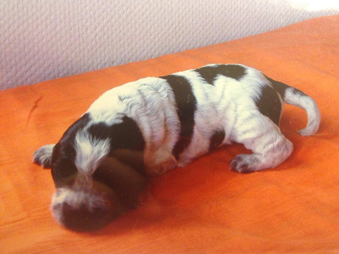 Cocker spaniel Sille - Sille som lille billede 28