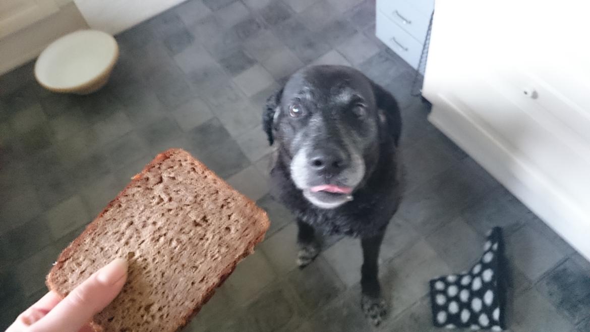 Blanding af racer Mischa billede 31