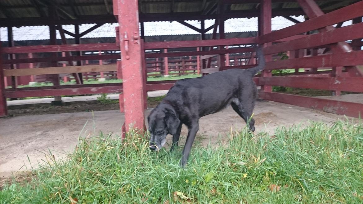 Blanding af racer Mischa billede 32