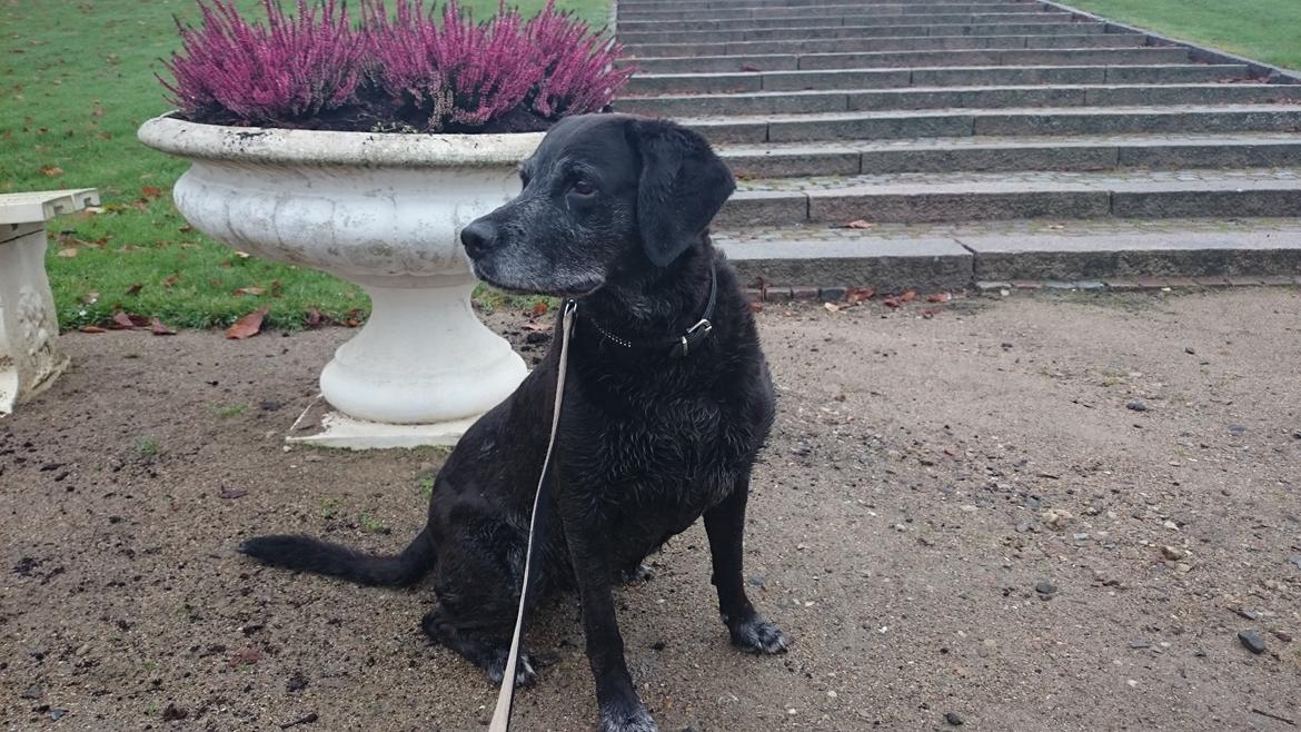 Blanding af racer Mischa - Prinsessen <3 billede 1