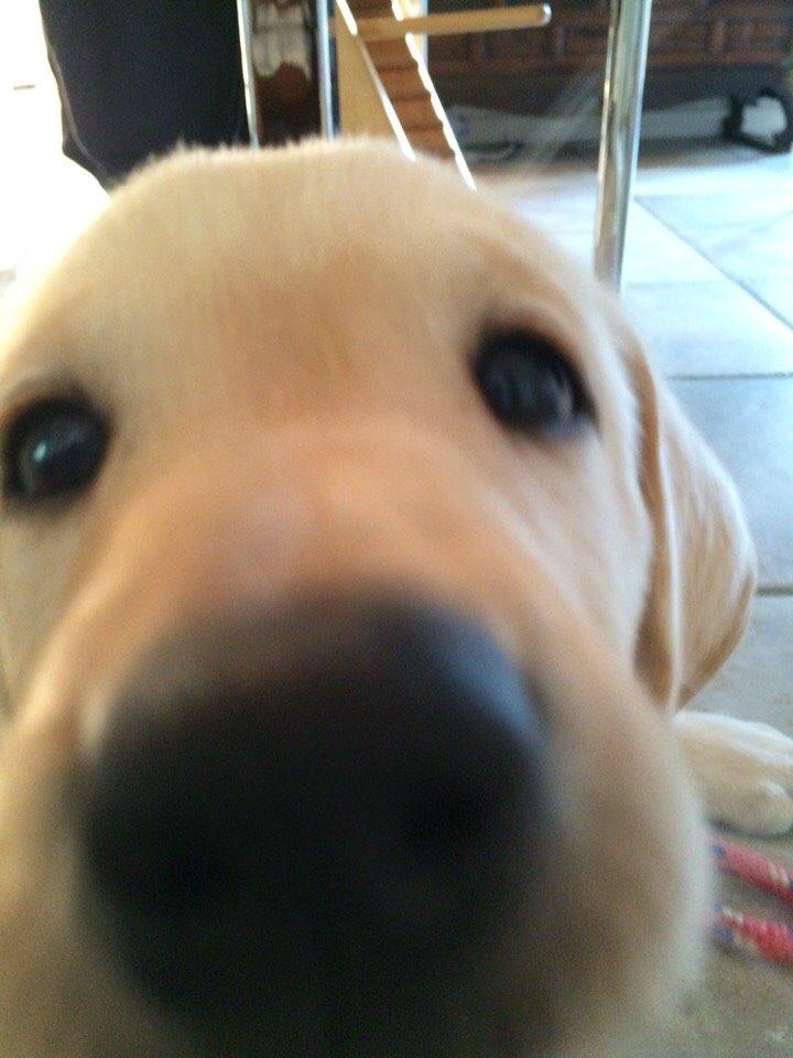 Labrador retriever Victor<3 - hvad sker der!!❣ billede 9