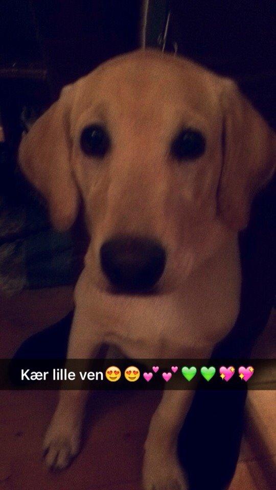 Labrador retriever Victor<3 billede 10