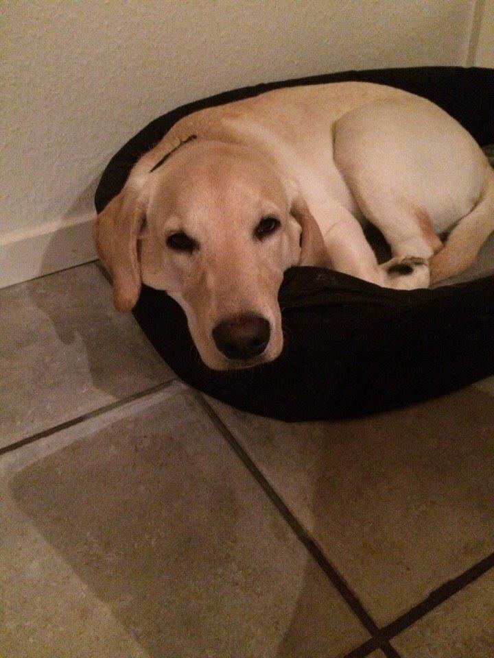Labrador retriever Victor<3 - træt😴 billede 11