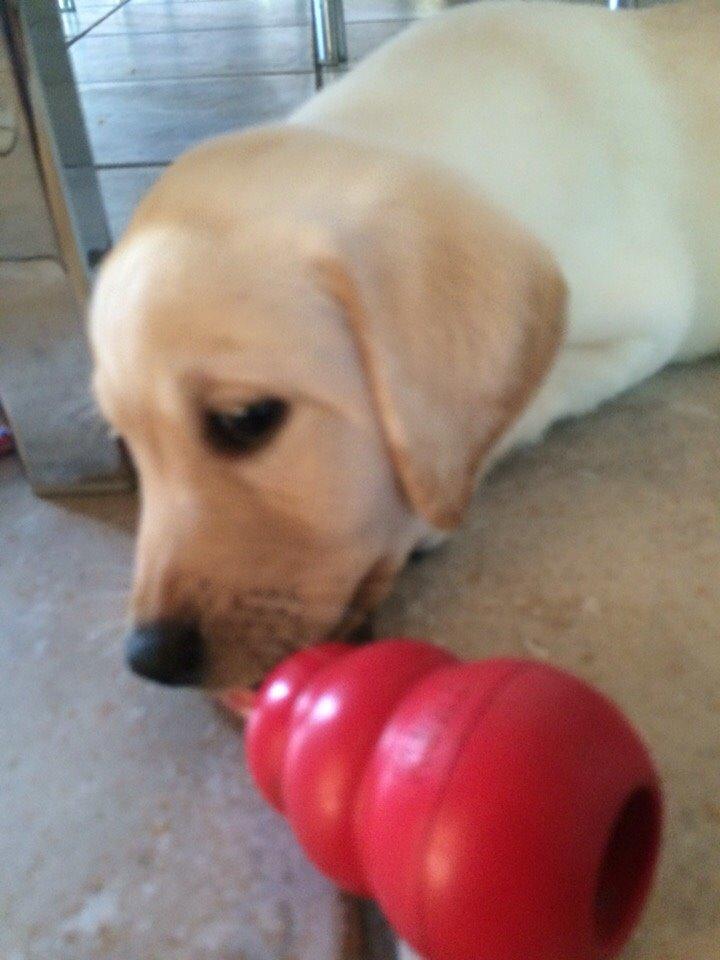 Labrador retriever Victor<3 - uhh.. nyt legetøj😍 billede 12