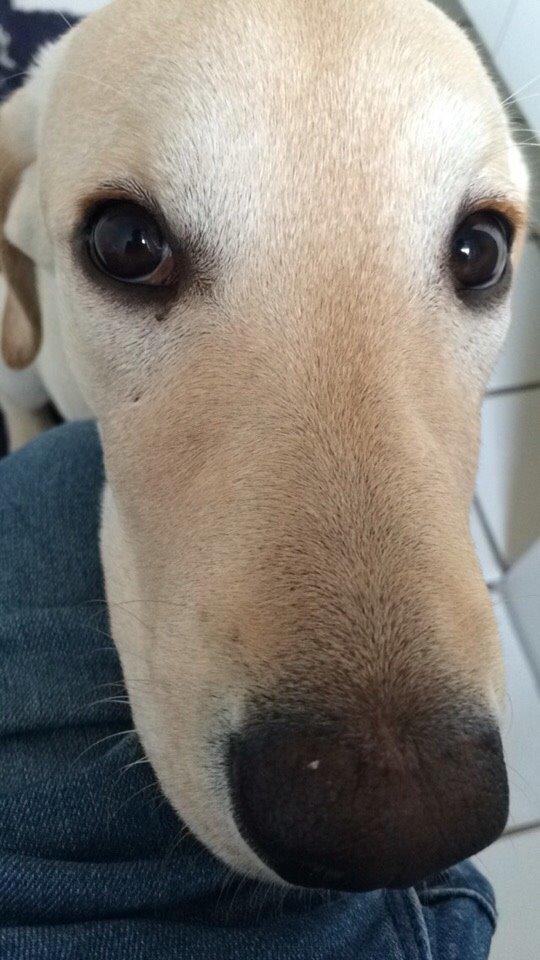 Labrador retriever Victor<3 billede 13