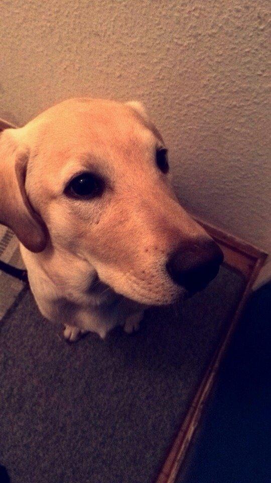 Labrador retriever Victor<3 - må jeg komme ud?🙃 billede 14