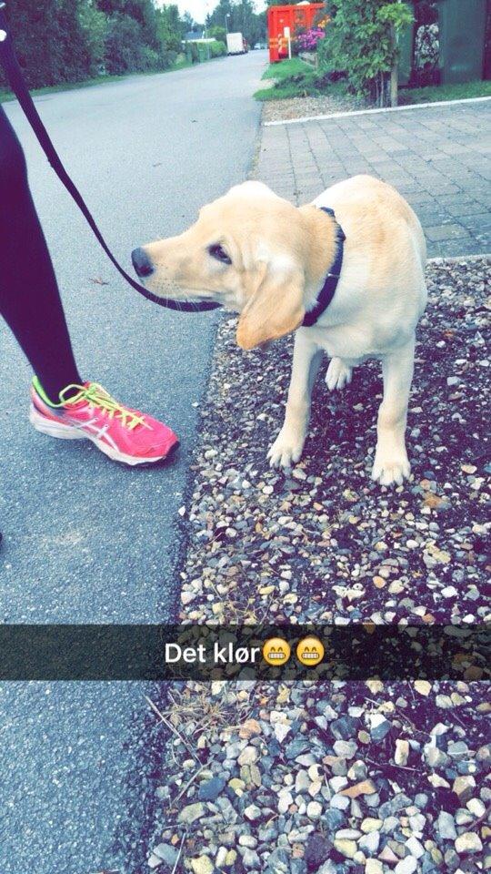 Labrador retriever Victor<3 billede 15