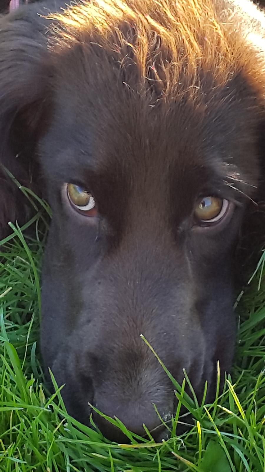 Cocker spaniel baily billede 10