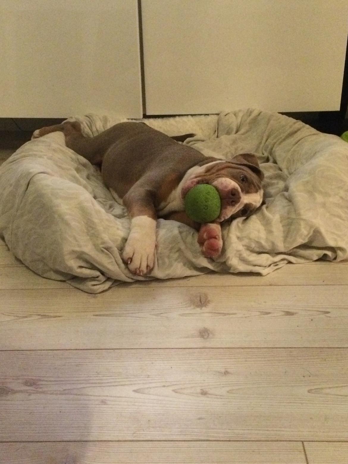 Olde english bulldogge Reservoirbulls Minerva (Gudrun) billede 18