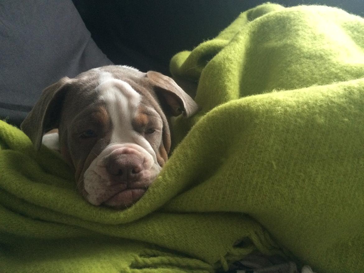 Olde english bulldogge Reservoirbulls Minerva (Gudrun) billede 20