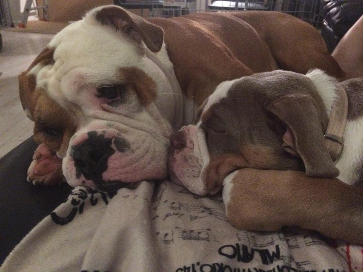 Olde english bulldogge Reservoirbulls Minerva (Gudrun) billede 19