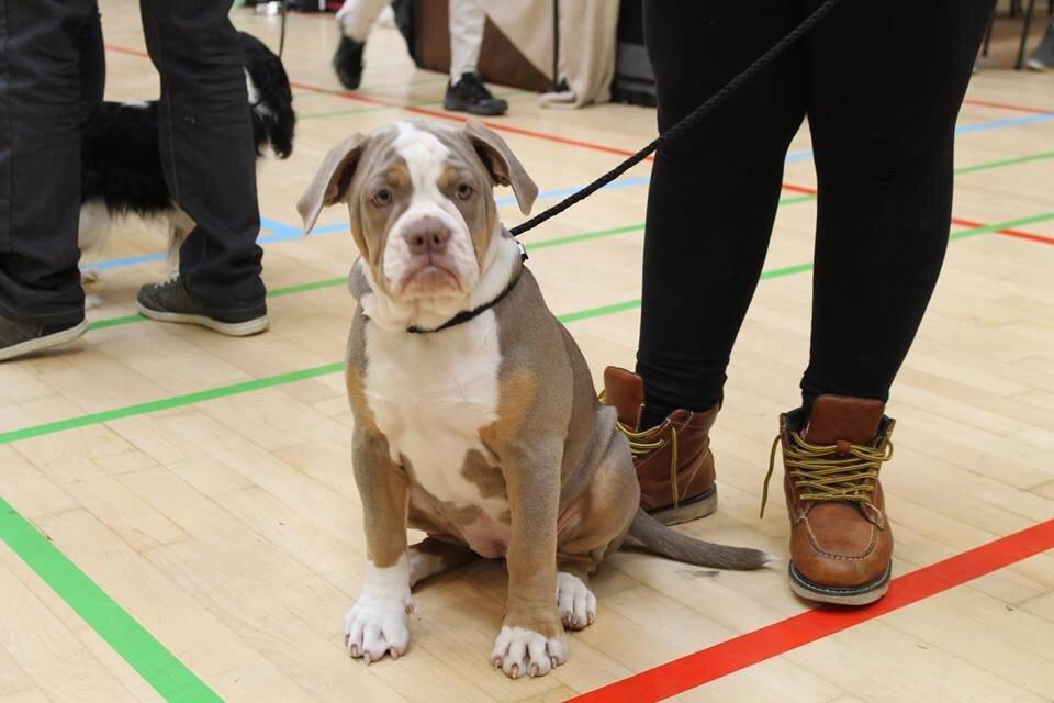 Olde english bulldogge Reservoirbulls Minerva (Gudrun) billede 22