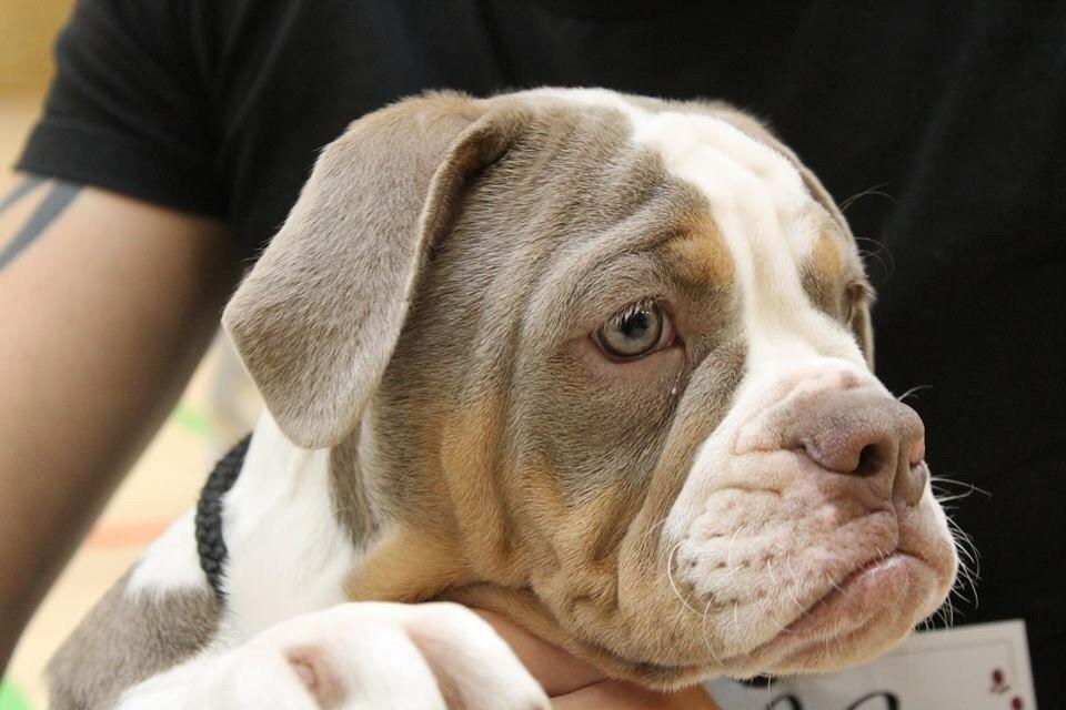 Olde english bulldogge Reservoirbulls Minerva (Gudrun) billede 23