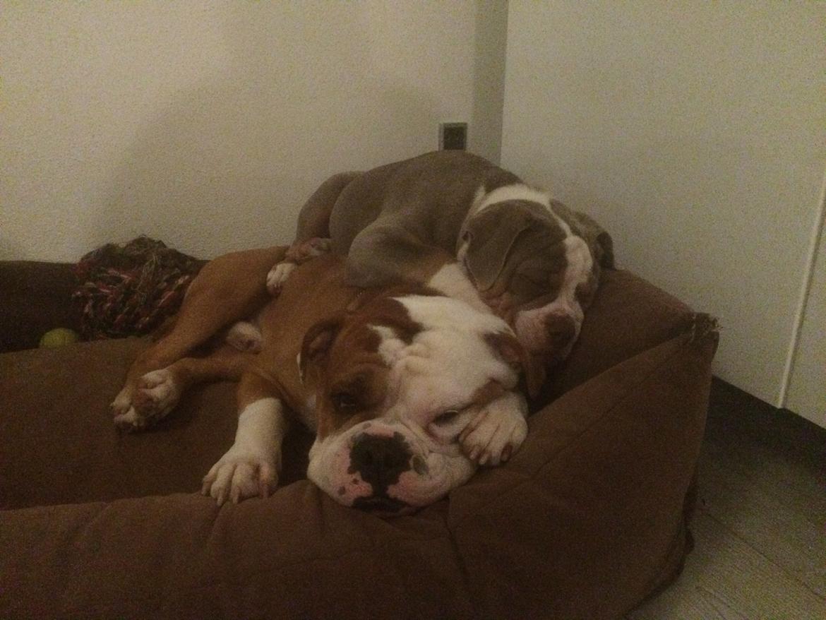 Olde english bulldogge Reservoirbulls Minerva (Gudrun) billede 24