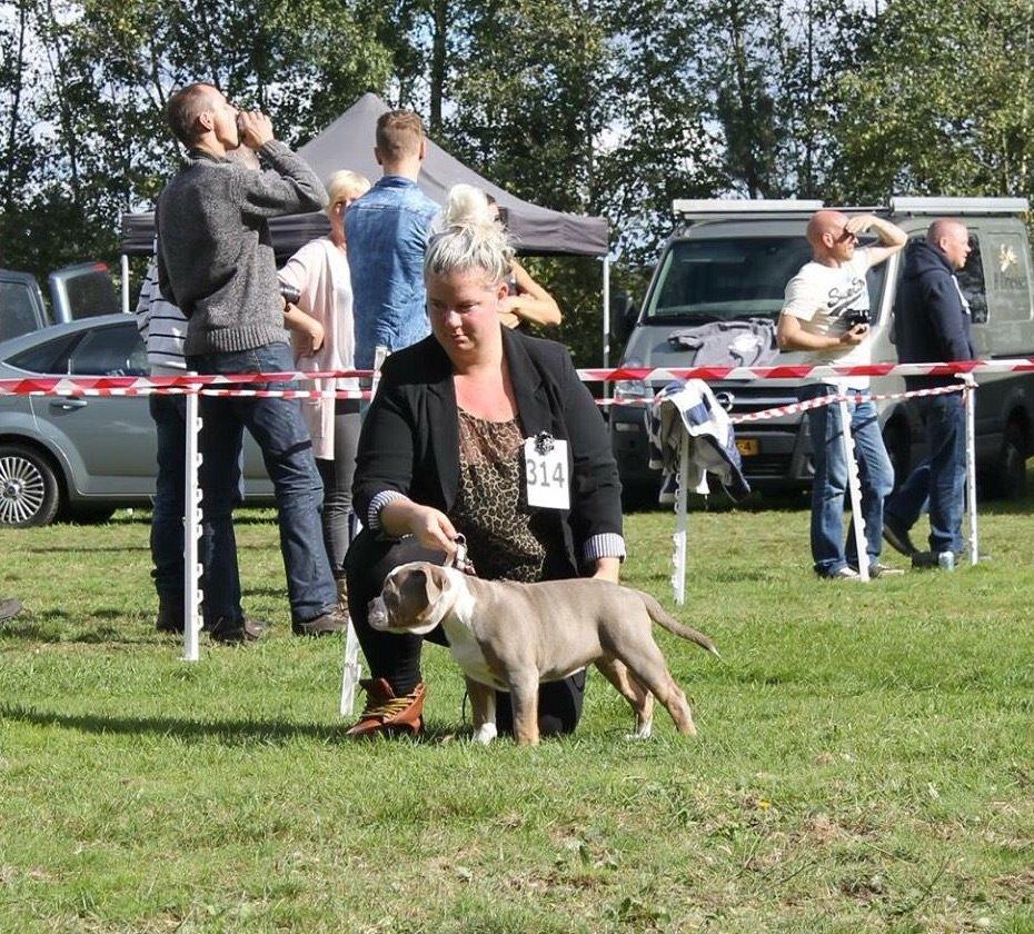 Olde english bulldogge Reservoirbulls Minerva (Gudrun) billede 25