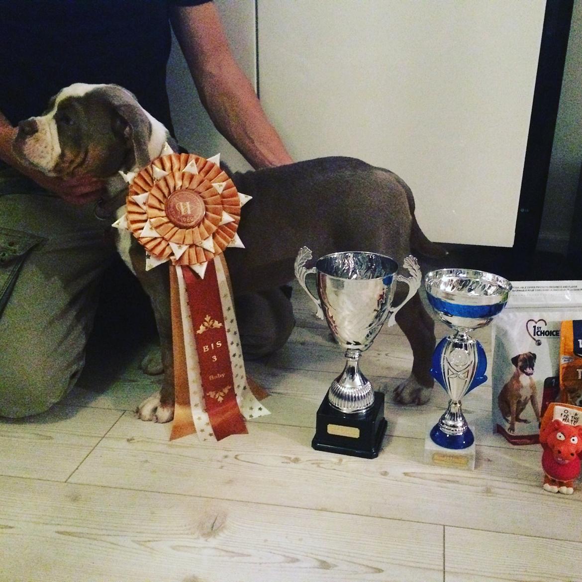 Olde english bulldogge Reservoirbulls Minerva (Gudrun) billede 27