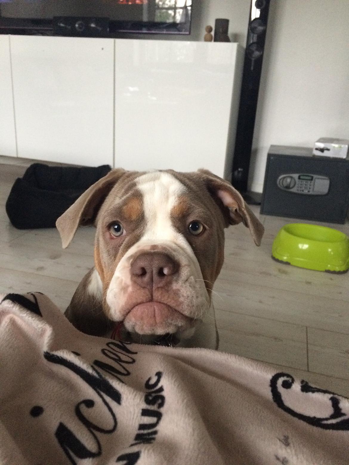 Olde english bulldogge Reservoirbulls Minerva (Gudrun) billede 28