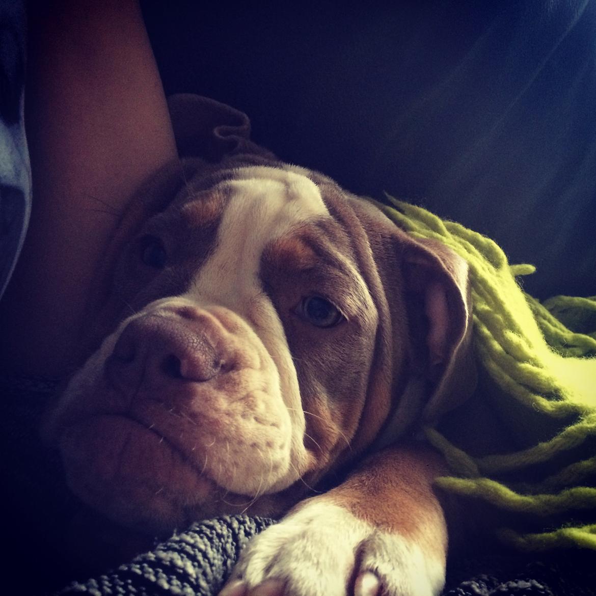 Olde english bulldogge Reservoirbulls Minerva (Gudrun) billede 32