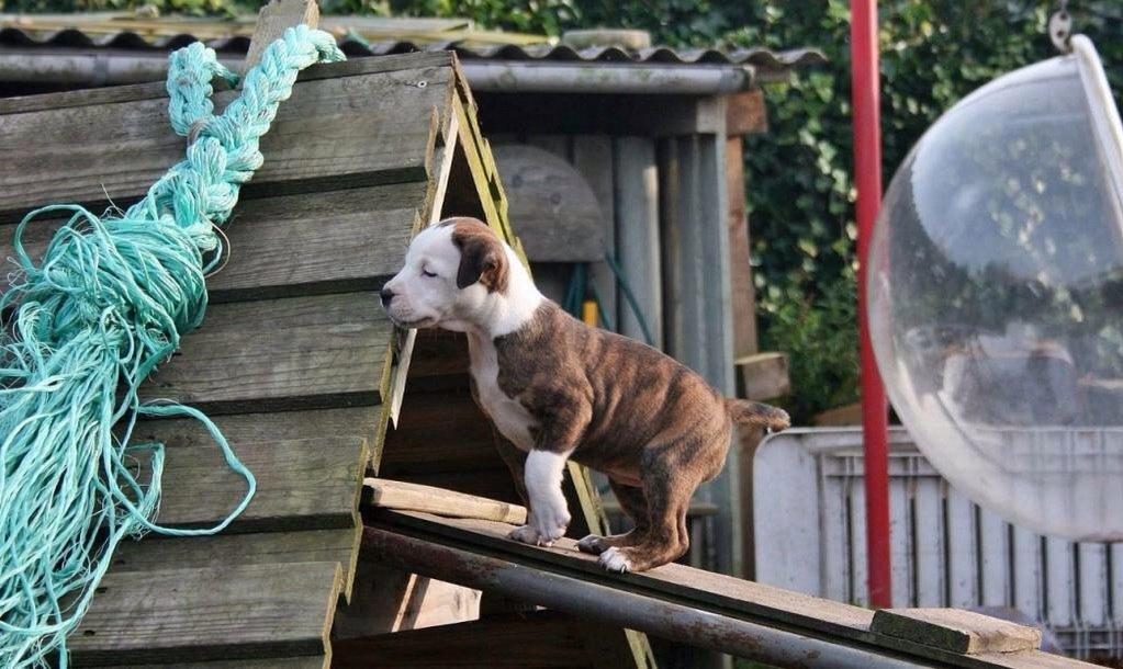 Staffordshire bull terrier Chika billede 2