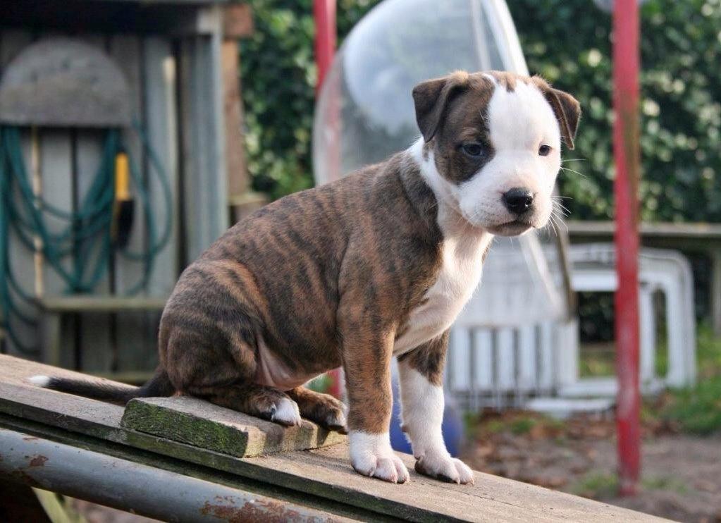 Staffordshire bull terrier Chika billede 1
