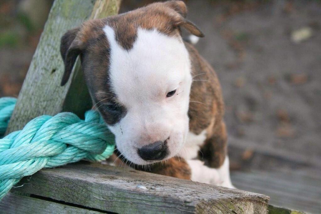 Staffordshire bull terrier Chika billede 4