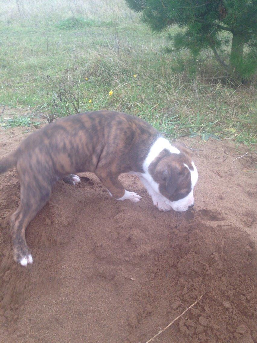 Staffordshire bull terrier Chika billede 5