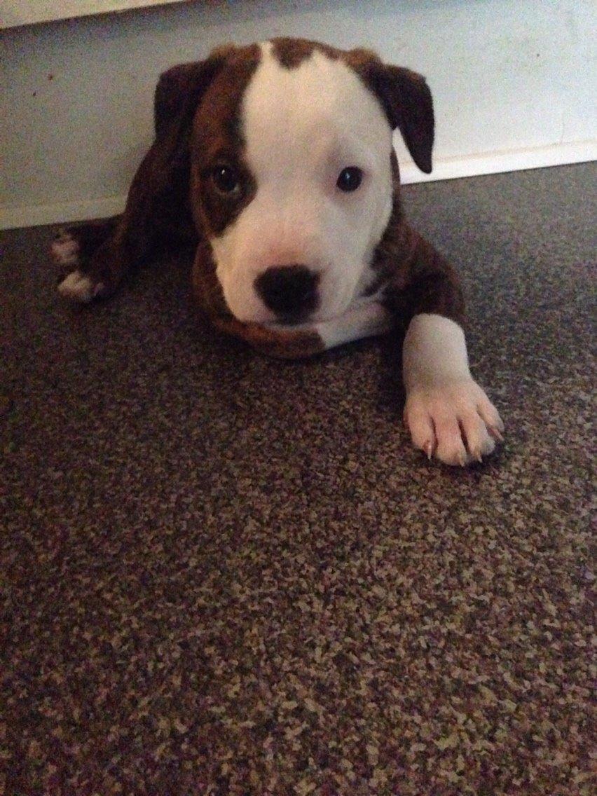 Staffordshire bull terrier Chika billede 7