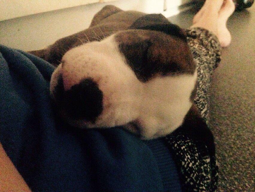 Staffordshire bull terrier Chika billede 8