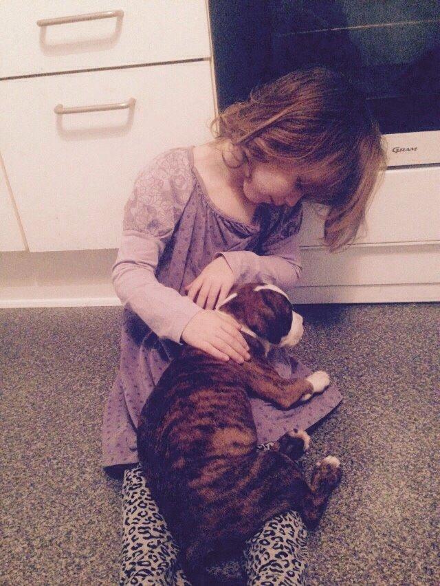 Staffordshire bull terrier Chika billede 11