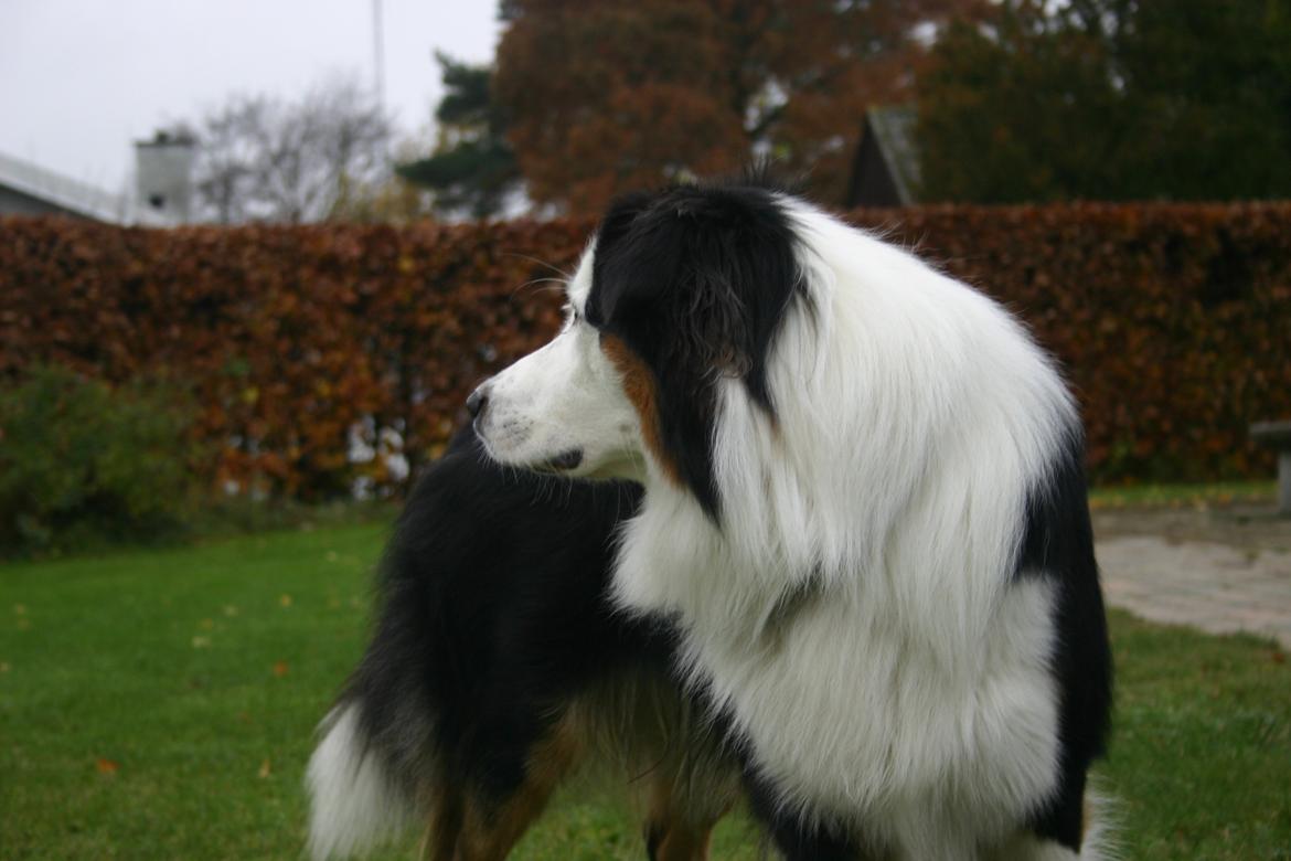 Australian shepherd Godrumgaard's Theo - Velkommen til Theo's Profil. c: billede 6