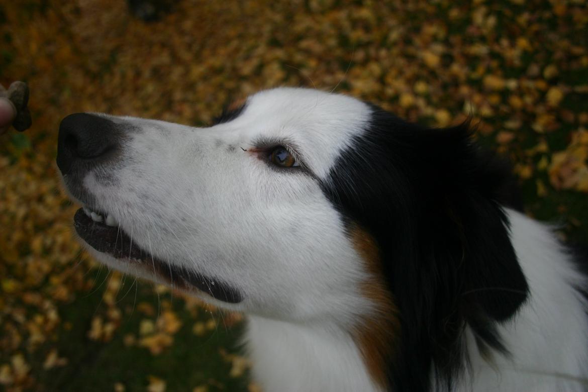 Australian shepherd Godrumgaard's Theo billede 10